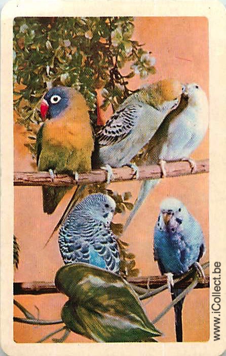 Single Swap Playing Cards Bird Parrots (PS20-34I)