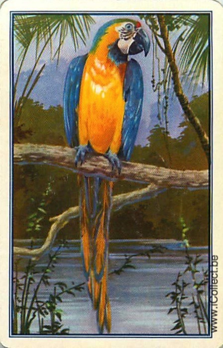 Single Swap Playing Cards Bird Parrots (PS20-35B)