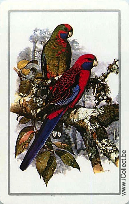 Single Swap Playing Cards Bird Parrots (PS20-35C)