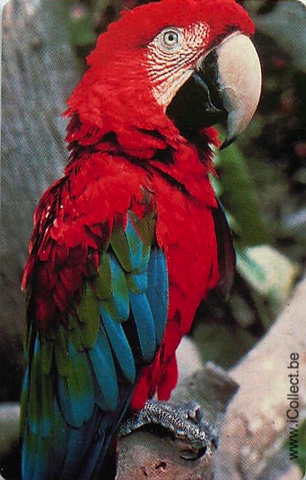 Single Swap Playing Cards Bird Parrots (PS20-35E)