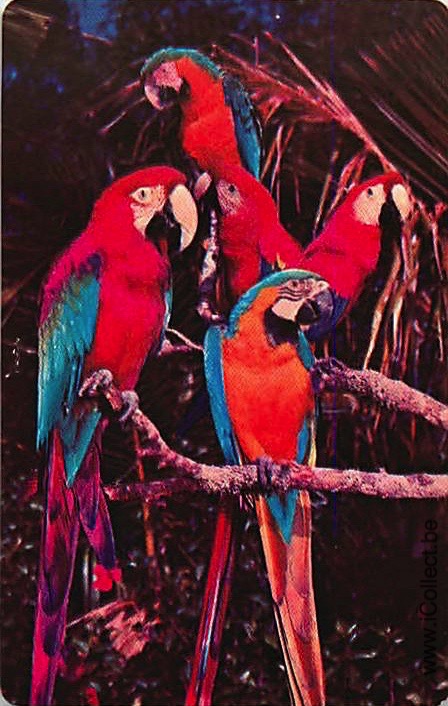 Single Swap Playing Cards Bird Parrots (PS20-35F)