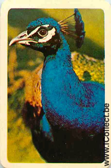 Single Playing Cards Bird Wading (PS16-10E)