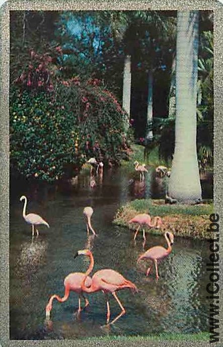 Single Playing Cards Bird Wading (PS16-11E) - Click Image to Close