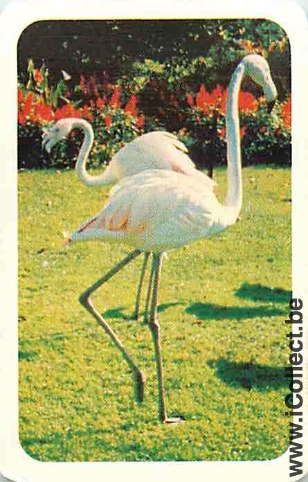 Single Playing Cards Bird Wading (PS16-11G)