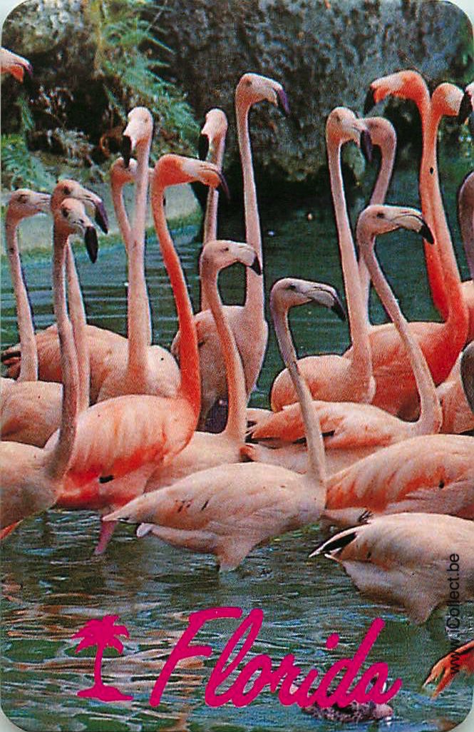 Single Swap Playing Cards Bird Flamingo's (PS12-50F)