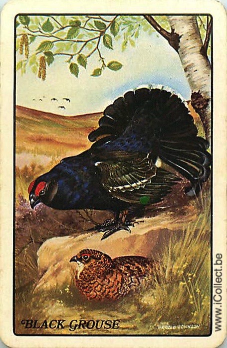Single Swap Playing Cards Bird Pheasant (PS20-55I)