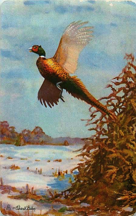 Single Swap Playing Cards Bird Pheasant (PS21-28B) - Click Image to Close