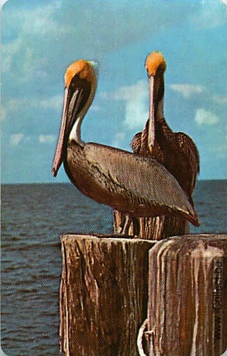 Single Swap Playing Cards Bird Pelicans (PS19-03F)