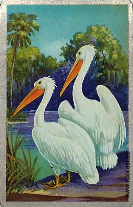 Single Swap Playing Cards Bird Pelicans (PS19-04E)