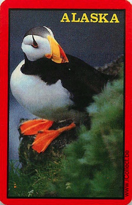 Single Swap Playing Cards Bird Pelican Alaska (PS20-28C)