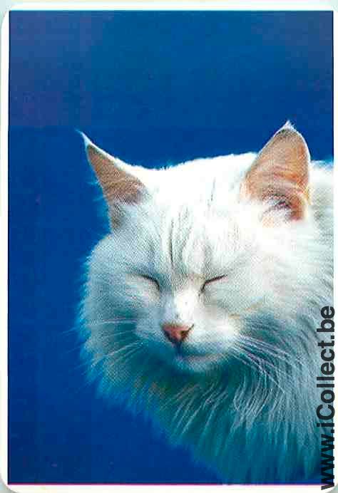 Single Swap Playing Cards Animal White Cat Head (PS05-22D)