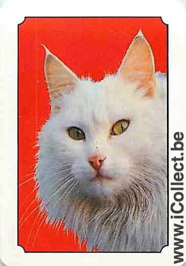Single Swap Playing Cards Animal Cat (PS03-33G)