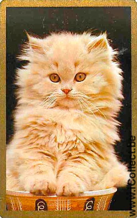 Single Swap Playing Cards Animal Cat Head (PS05-44I)