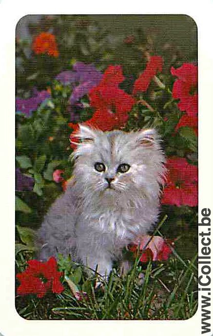 Single Swap Playing Cards Animal Cat Head (PS03-43B)