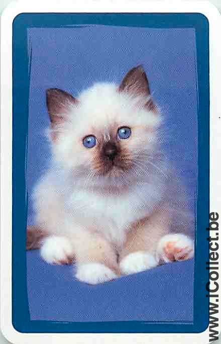 Single Swap Playing Cards Animal Cat (PS09-05C)