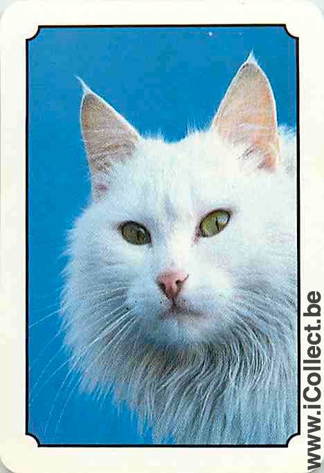 Single Swap Playing Cards Cat Head (PS13-13I)