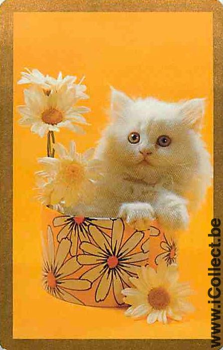 Single Swap Playing Cards Cat Head (PS08-33D) - Click Image to Close