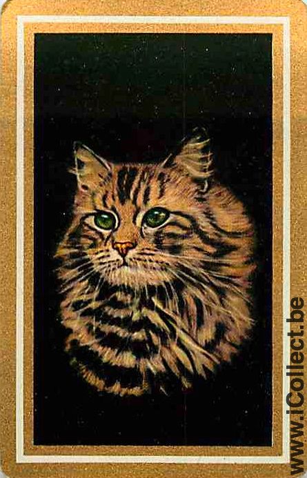 Single Playing Cards Cat (PS02-55I) - Click Image to Close