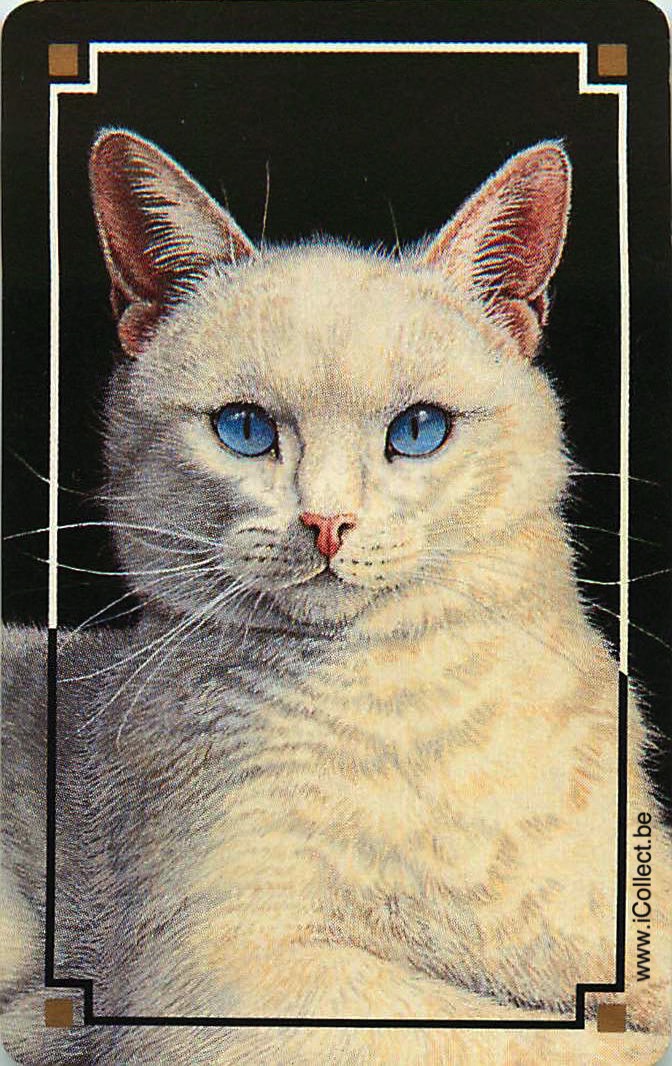 Single Swap Playing Cards Cat (PS24-05E)