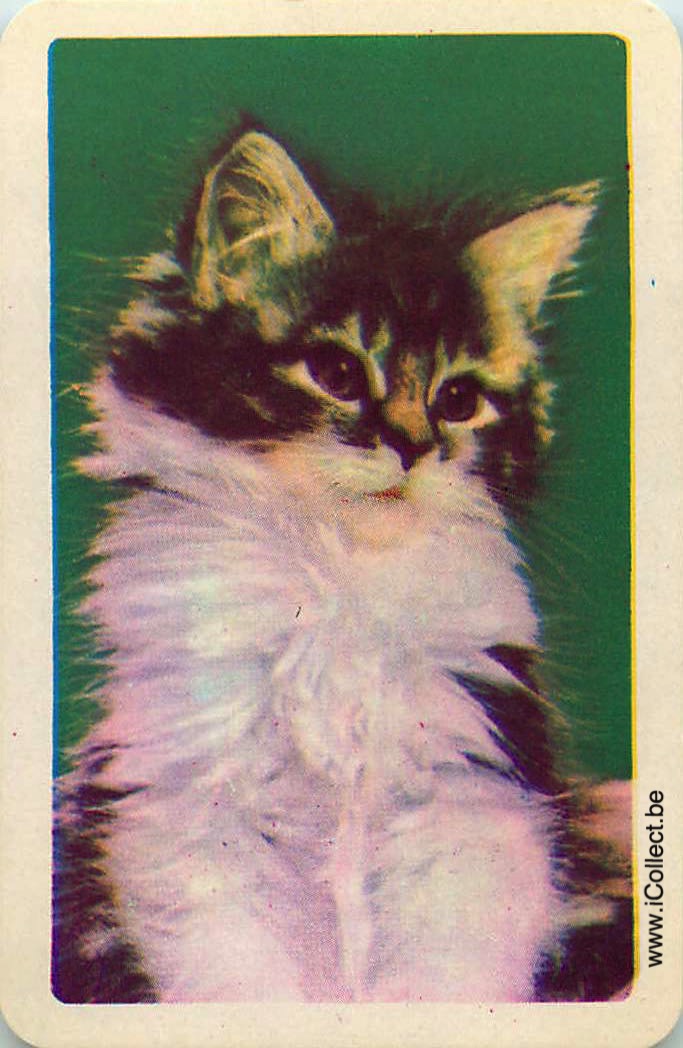 Single Swap Playing Cards Cat (PS24-09I)