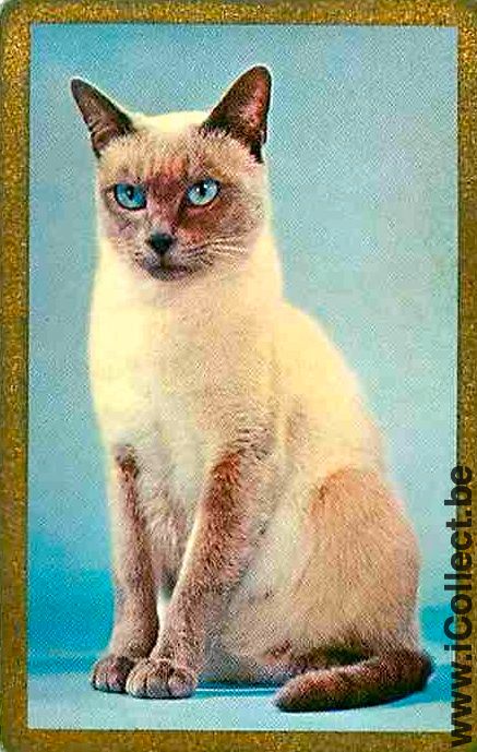 Single Swap Playing Cards Animal Cat (PS05-58F)
