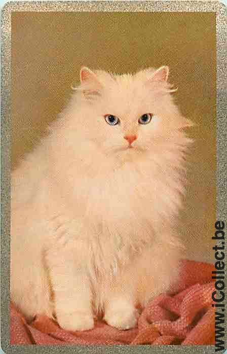 Single Swap Playing Cards Animal Cat (PS10-50I)