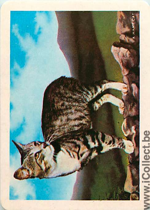 Single Swap Playing Cards Cat (PS05-50D)