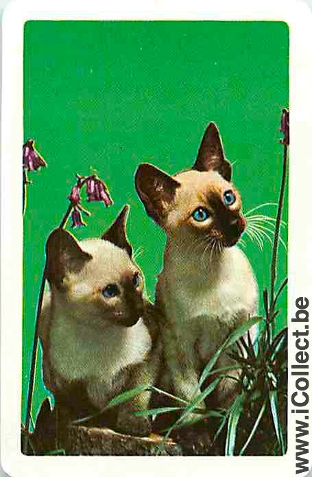 Single Swap Playing Cards Animal Two Cats (PS05-38I)