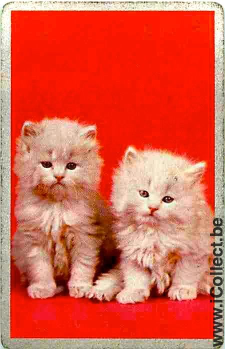 Single Swap Playing Cards Animal Two Cats (PS05-56A)