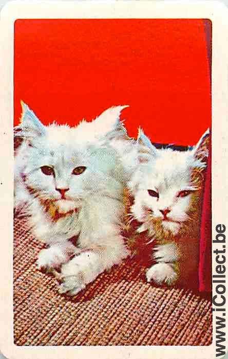 Single Playing Cards Cat (PS13-15B) - Click Image to Close