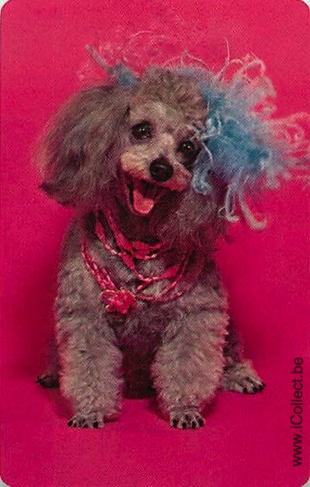 Single Swap Playing Cards Dog Poodle (PS21-44G)