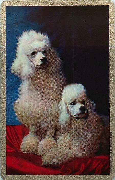 Single Swap Playing Cards Dog Poodle (PS21-46A)