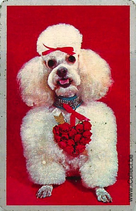 Single Swap Playing Cards Dog Poodle (PS21-46B)