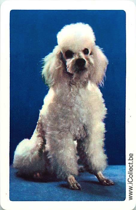 Single Swap Playing Cards Dog Poodle (PS21-46I)