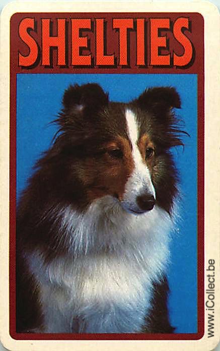 Single Swap Playing Cards Dog Shelties (PS21-47E)