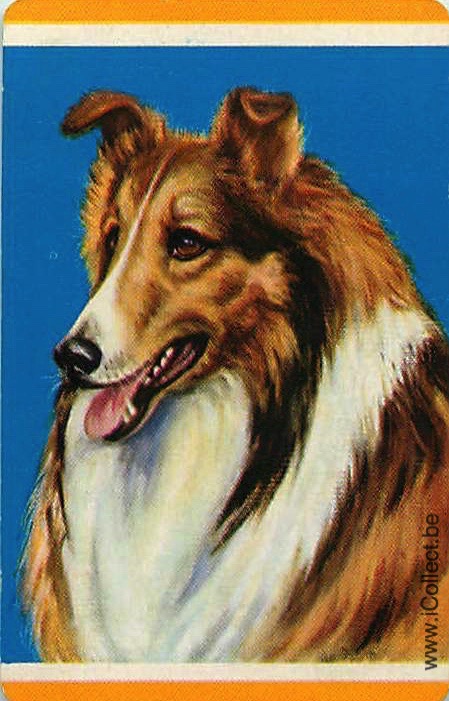 Single Swap Playing Cards Dog Shelties (PS21-47H)