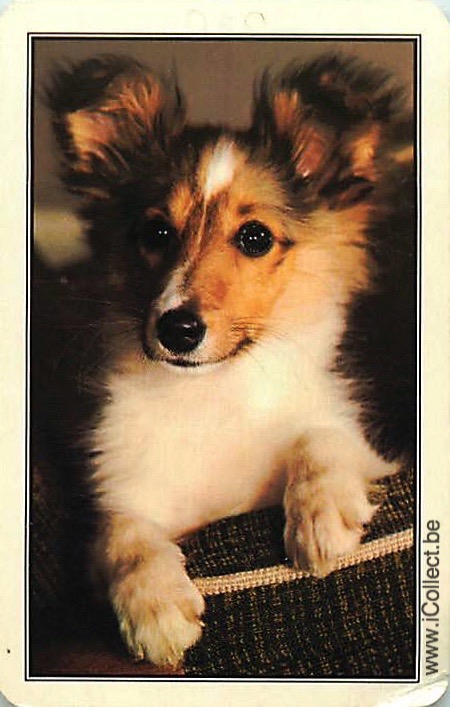 Single Swap Playing Cards Dog Shelties (PS21-48B)