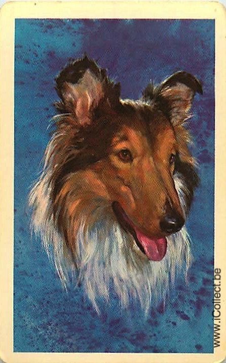 Single Swap Playing Cards Dog Shelties (PS21-48D)