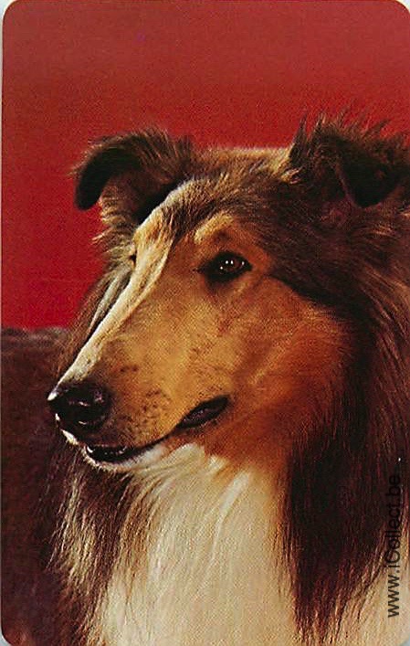 Single Swap Playing Cards Dog Shelties (PS21-48F)