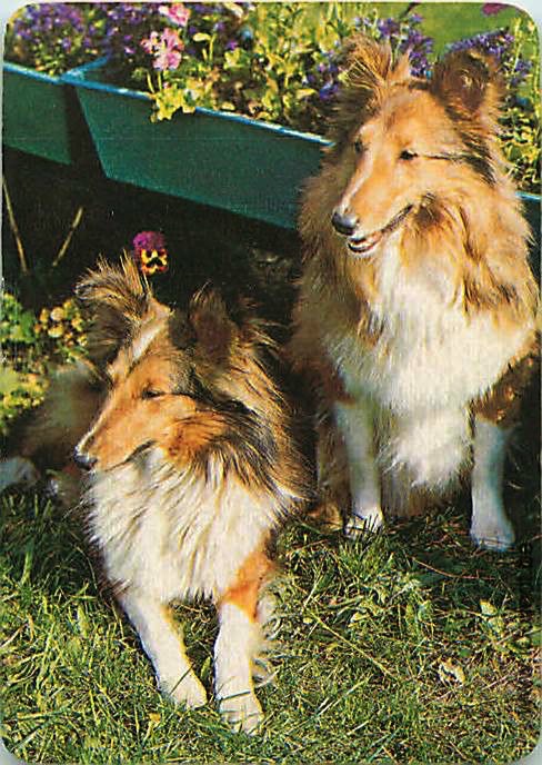 Single Swap Playing Cards Dog Shelties (PS21-48I)