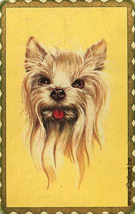 Single Swap Playing Cards Dog Yorkies (PS21-51A)