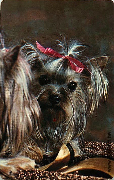 Single Swap Playing Cards Dog Yorkies (PS21-51B)