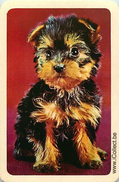Single Swap Playing Cards Dog Yorkies (PS21-51D)