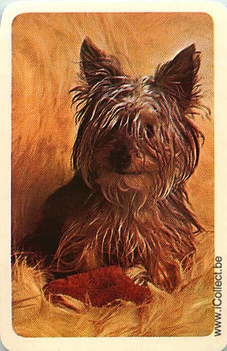 Single Swap Playing Cards Dog Yorkies (PS21-51E)