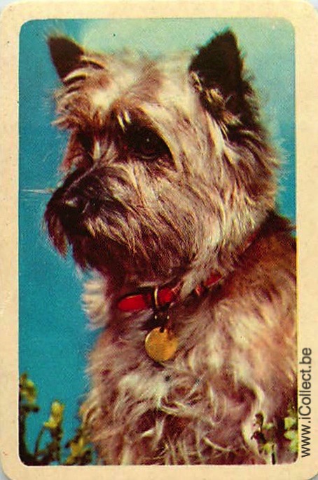 Single Swap Playing Cards Dog Yorkies (PS21-51F)