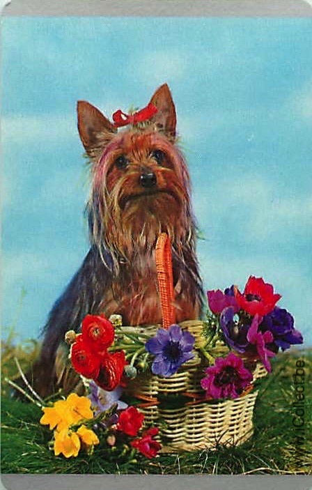 Single Swap Playing Cards Dog Yorkies (PS21-51H)