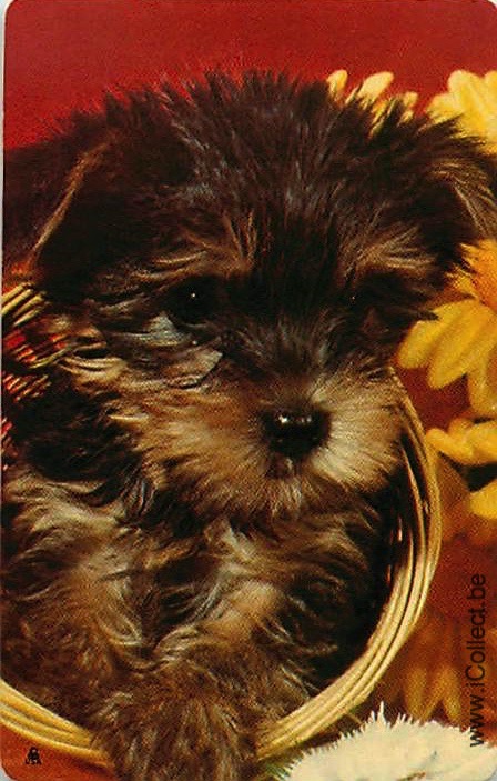 Single Swap Playing Cards Dog Yorkies (PS21-51I)