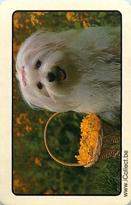 Single Swap Playing Cards Dog Yorkies (PS21-52A)