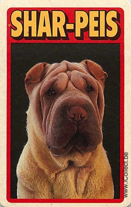 Single Swap Playing Cards Dog Shar-Peis (PS21-53C)