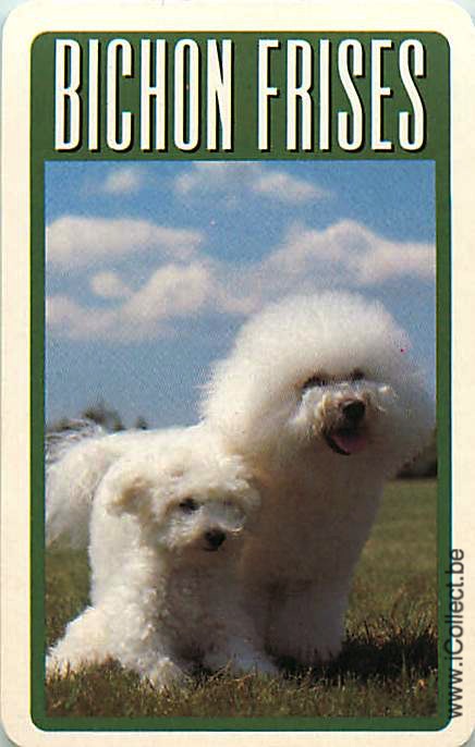 Single Swap Playing Cards Dog Bichon Frises (PS12-09A)